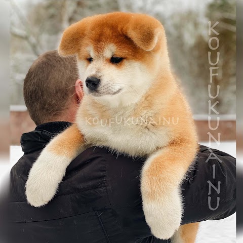 KOUKUFUNAINU - Akita-inu, Shiba-inu and Hokkaido Kennel