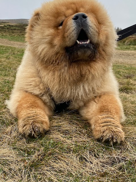 Paws and Moors Ilkley