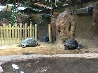 Galapagos Tortoises