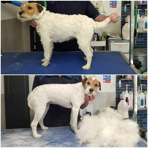 Chesters Dog Grooming