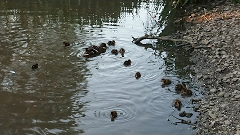 Duck Island