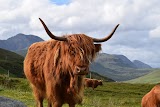 Guided Tours of Scotland