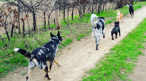 Wagtails Dog Walking