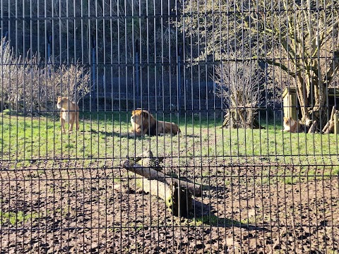 Belfast Zoo