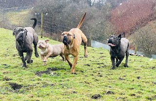 Barkingham boarding kennels, cattery and day care establishment