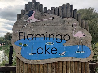 Flamingos