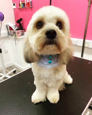 Scruffy To Fluffy Dog Grooming Torbay