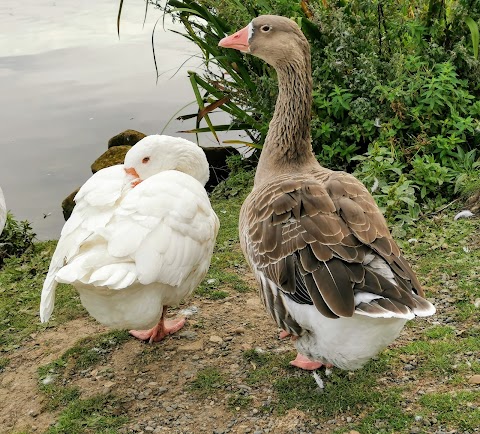 Poolsbrook Country Park Caravan and Motorhome Club Campsite