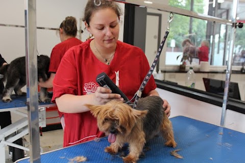 Comb and Collars Grooming Studio