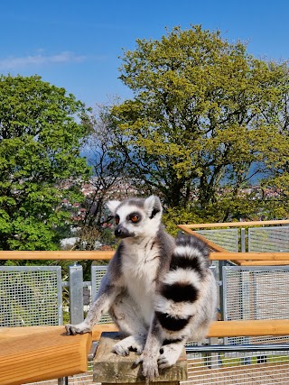 Welsh Mountain Zoo