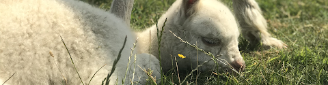 Commonside Alpacas