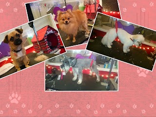 Lead'n'Lady Dog Grooming Salon & Boutique