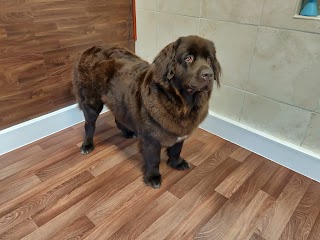 sweeps dog grooming