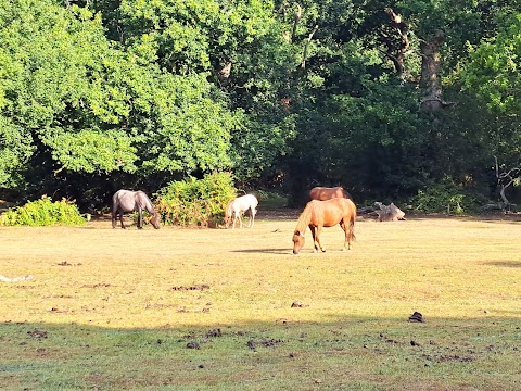 The New Forest, Ashurst