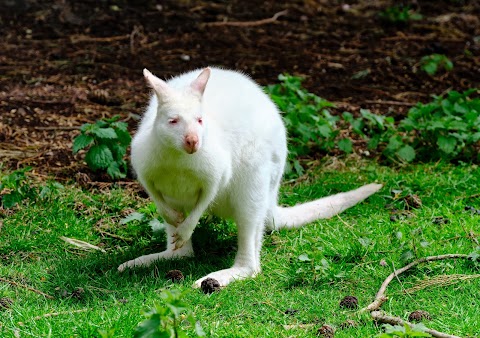 Leonardslee Wallaby Enclosure