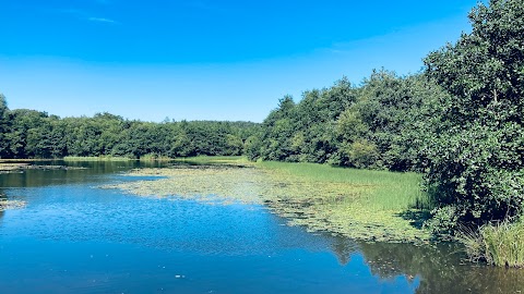 Penllergaer Valley Woods