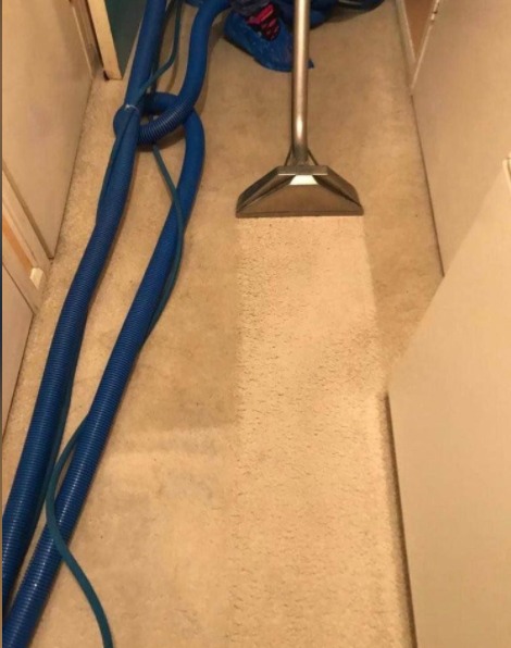 Professional carpet steam clean