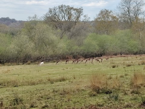 Bolderwood Deer Sanctuary