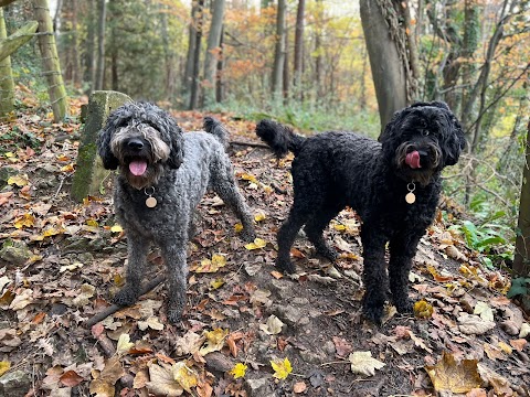 Pawsitively Happy Dogs