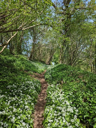 Colerne Park and Monk's Wood