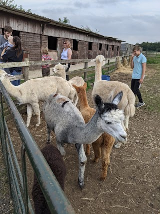 Ings Park Alpacas