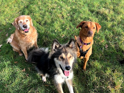 Play And Walkies - Dog Walking in Yate