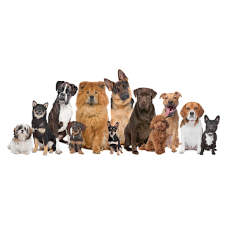 Windle Wonder Touch Doggy Daycare