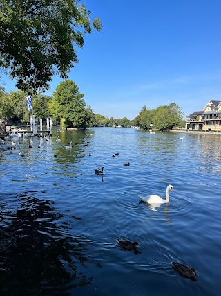 Swan & Duck Feeding Area