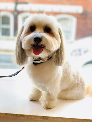 BOW WOW London Dog Grooming