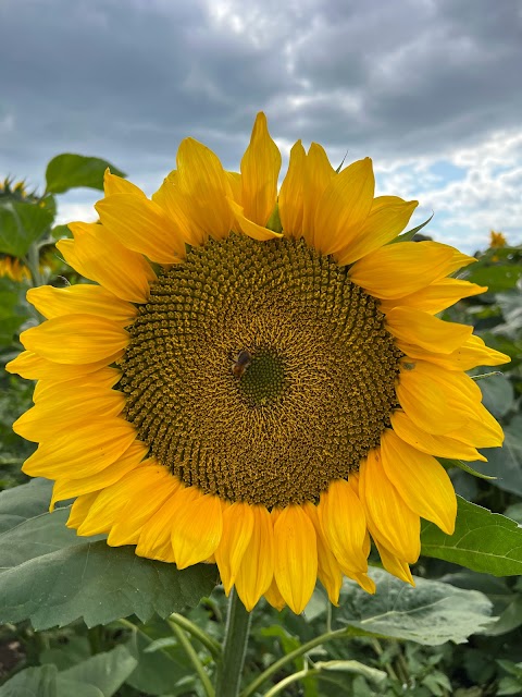 Cat & Fiddle Farm & Café