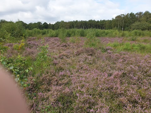 Queensmere Pond, Wimbledon Common