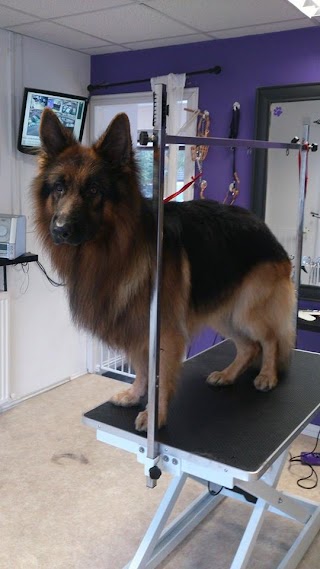 Purple Paws Grooming Salon