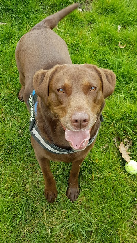 Happy Healthy Hounds - Dog Walkers & Pet Services