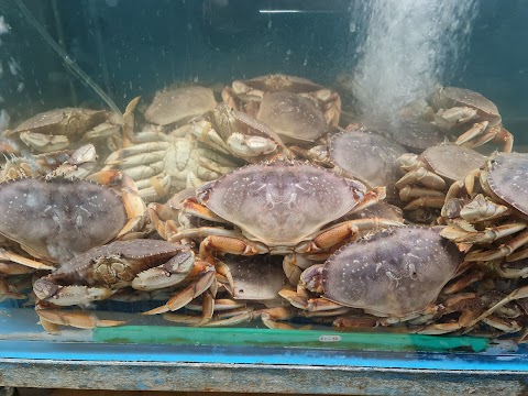 Live Seafood Ltd