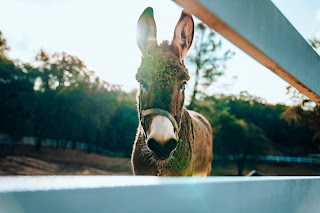 Churchfield Veterinary Centre, Equine Unit