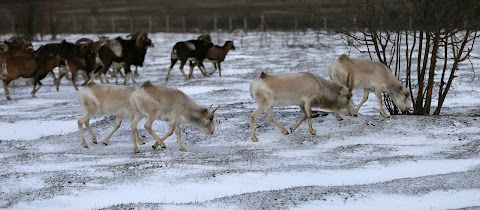 "Ольховая балка", беседка