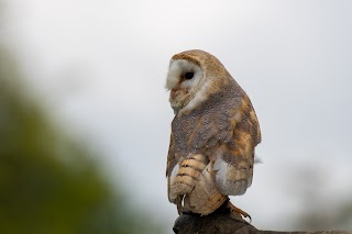 Icarus Falconry