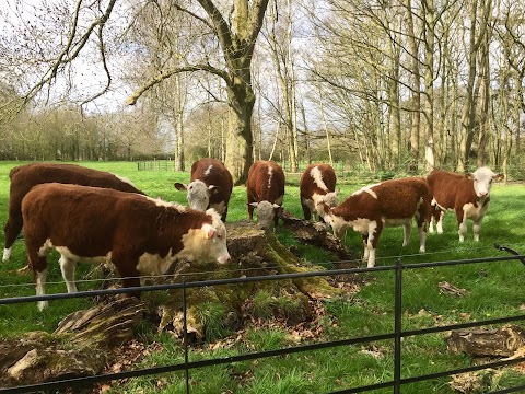 Eves Hill Farm Shop, Campsite & Glamping