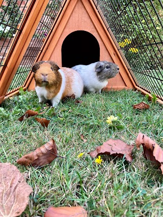 Bunny Bunk Lodge