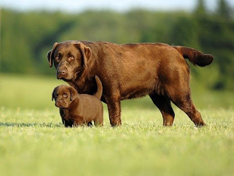 Стрижка собакв Киеве и на вашей локации grooming.biz.ua