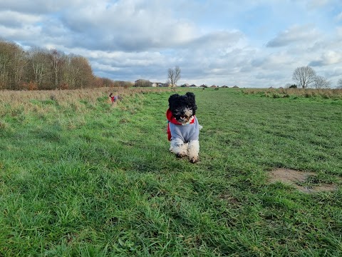 Paws On SE London Dog Walking