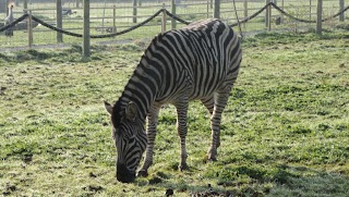 Axe Valley Wildlife Park