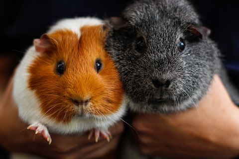 The Guinea Pig Vet