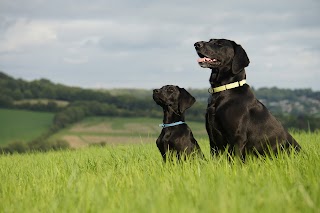 Binky's Dog Walking