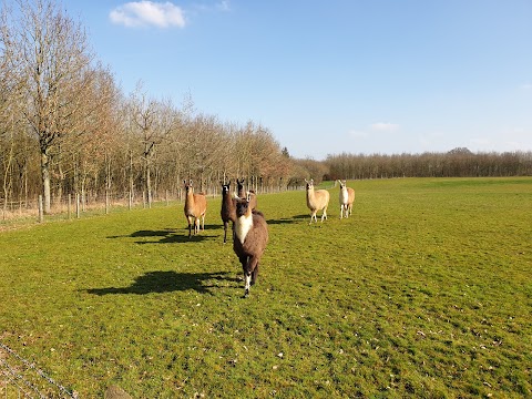 Catanger Llama Trekking