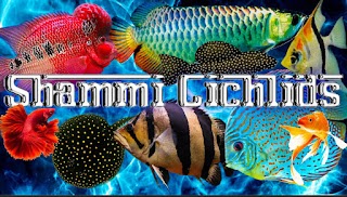 Shammi Cichlids Aquatics