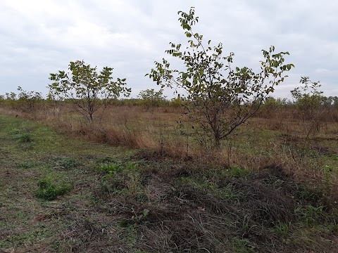 Заповідне урочище Деревниця