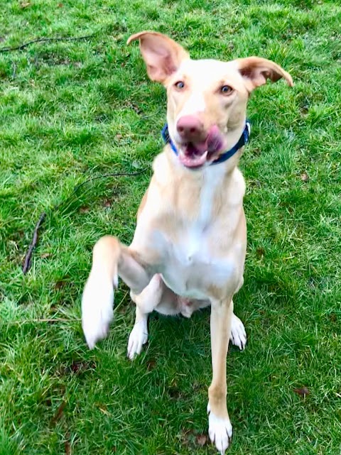 Happy Hounds Glasgow