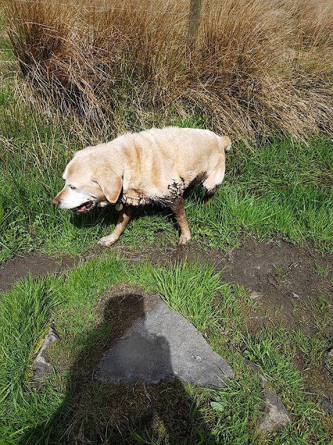 My Pawfect Adventure dog home boarding