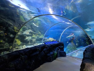 National SEA LIFE Centre Birmingham